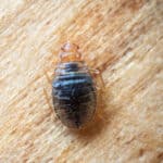 النوم ضيق: دليل كامل لتأثير وتحديد وعلاج بق الفراش