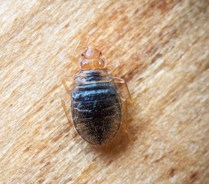 النوم ضيق: دليل كامل لتأثير وتحديد وعلاج بق الفراش