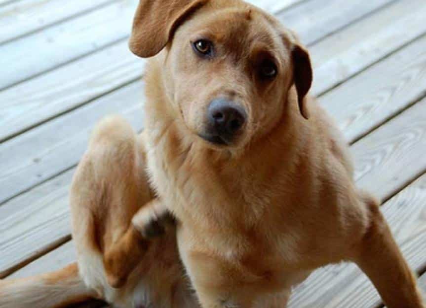 ما مدى خطورة البراغيث؟