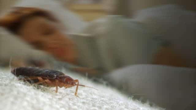 التخلص من بق الفراش