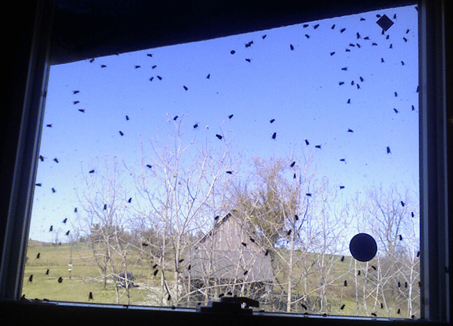 لماذا ما زلت أعاني من الذباب في الشتاء؟