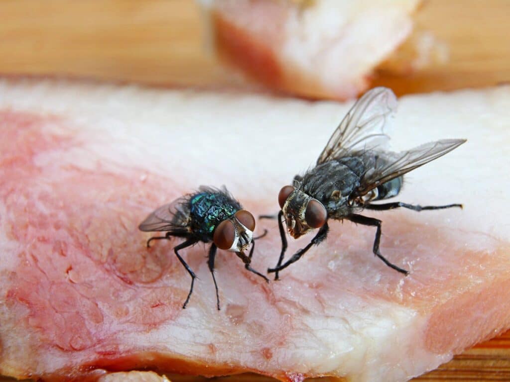 مكافحة وتطهير الذباب من المناطق المحيطة