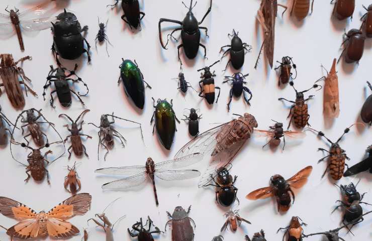 العلاجات الطبيعية ضد الحشرات مع نترول لمكافحة الحشراتالعلاجات الطبيعية ضد الحشرات مع نترول لمكافحة الحشراتالعلاجات الطبيعية ضد الحشرات مع نترول لمكافحة الحشراتالعلاجات الطبيعية ضد الحشرات مع نترول العلاجات الطبيعية ضد الحشرات مع نترول لمكافحة الحشراتلمكافحة الحشرات