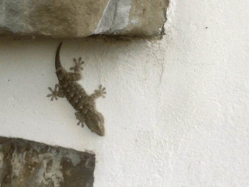 إبادة أبوبريص مع شركة نترول