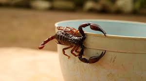كيف تخيف العقارب وتتخلص منها