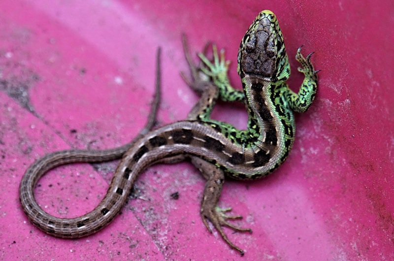 كيفية القضاء على أبو بريص