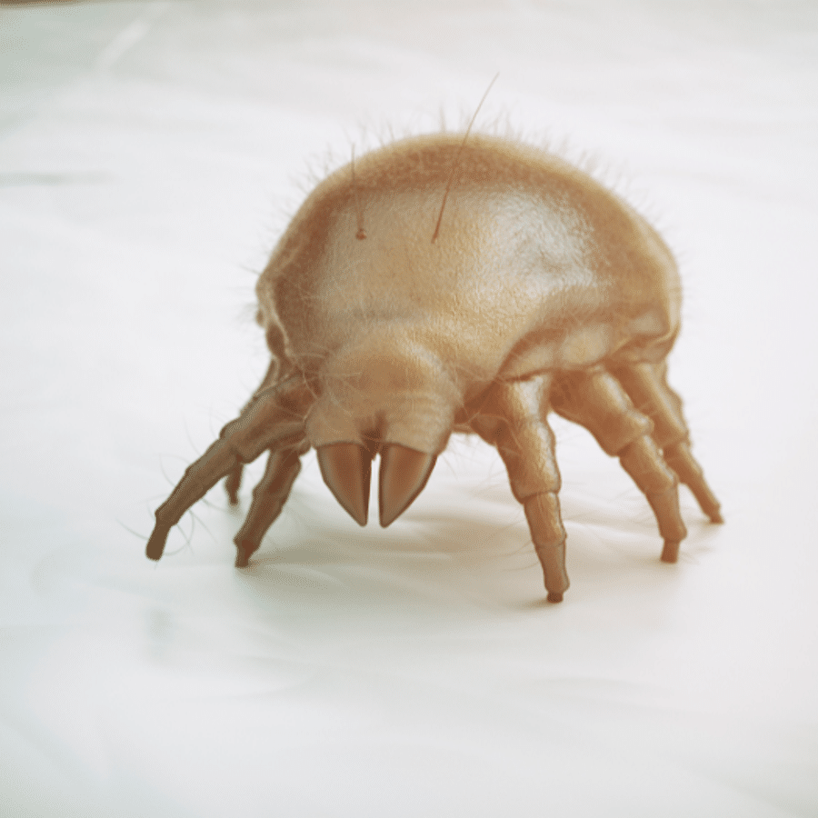 الطرق المنزلية للقضاء على العث