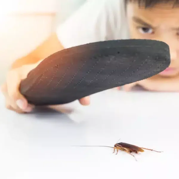 التخلص-من-الصراصير-بدون-مبيدات